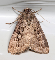 Condica aroana