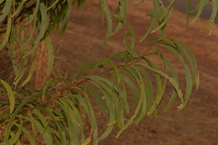 Acacia latescens