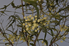 Acacia latescens