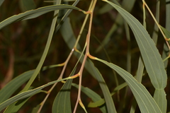 Acacia latescens