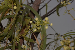 Acacia latescens