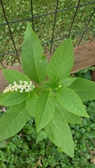 Phytolacca americana