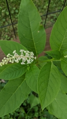 Phytolacca americana