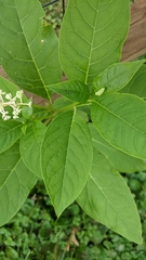 Phytolacca americana