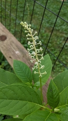 Phytolacca americana