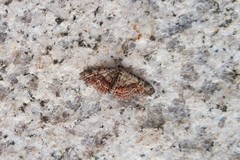Paragona multisignata