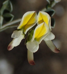 Lotononis pumila