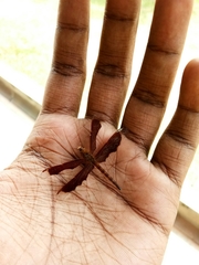 Neurothemis fluctuans