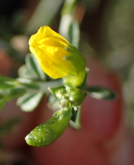 Melolobium candicans