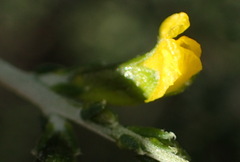 Melolobium candicans