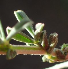Melolobium candicans