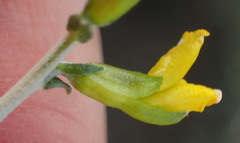 Melolobium candicans
