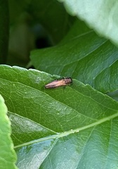 Agrilus cuprescens