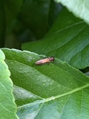 Agrilus cuprescens