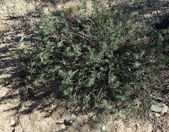 Teucrium africanum