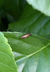 Agrilus cuprescens