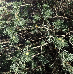 Teucrium africanum