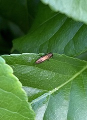 Agrilus cuprescens