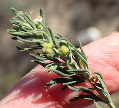 Teucrium africanum