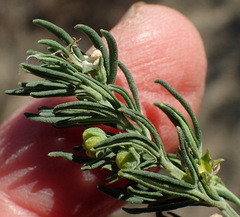 Teucrium africanum