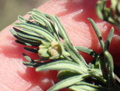 Teucrium africanum