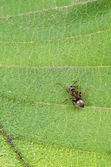 Lasius japonicus