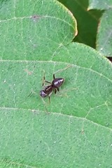 Lasius japonicus