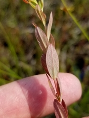 Hypericum ellipticum