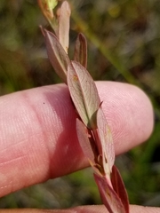 Hypericum ellipticum