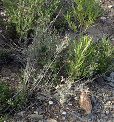 Hermannia diversistipula diversistipula