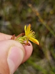 Hypericum ellipticum