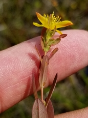 Hypericum ellipticum