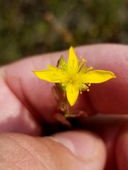Hypericum ellipticum