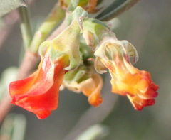 Hermannia diversistipula diversistipula