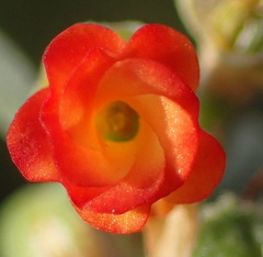 Hermannia diversistipula diversistipula