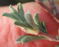 Hermannia diversistipula diversistipula