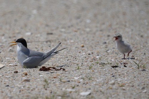 Least Tern