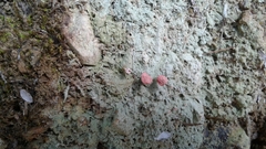 Ostropomycetidae