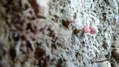Ostropomycetidae