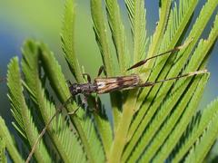 Mecynopus cothurnatus