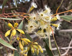 Eucalyptus calycogona