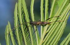 Mecynopus cothurnatus