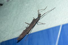 Trachythorax