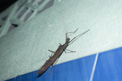 Trachythorax