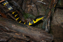 Boiga melanota
