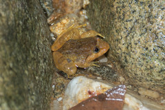 Limnonectes deinodon