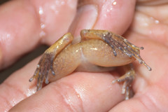 Limnonectes deinodon