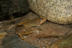 Limnonectes deinodon