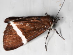 Coenotoca subaspersa