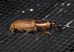 Cosmopolites sordidus